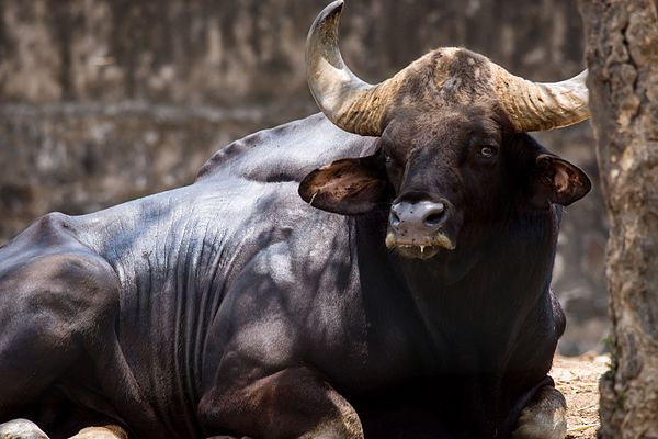 Hiện vụ việc bò tót nặng 2 tạ bị hạ sát dã man đang được công an tiếp tục làm rõ. Lễ hội đấu bò Tây Ban Nha: Bò bị hành hạ dã man trước trận đấu? | VTC14