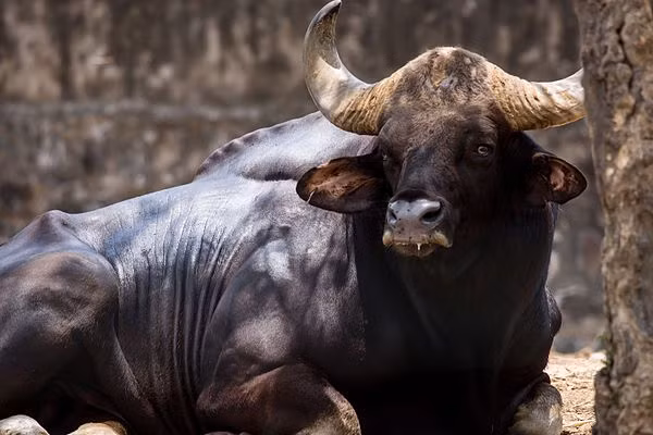 Hiện vụ việc bò tót nặng 2 tạ bị hạ sát dã man đang được công an tiếp tục làm rõ. Lễ hội đấu bò Tây Ban Nha: Bò bị hành hạ dã man trước trận đấu? | VTC14