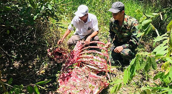 Tại hiện trường, lực lượng chức năng thu giữ 2 bao tải và 2 ba lô chứa thịt bò tót, chân bò với trọng lượng khoảng 140kg do nhóm lâm tặc bỏ lại khi tháo chạy.