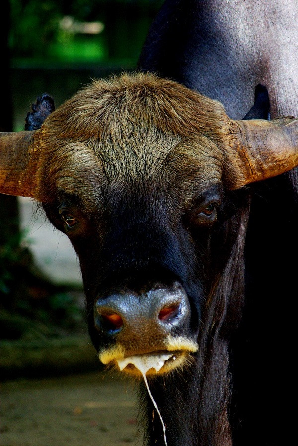 Loài bò này sở hữu bộ lông ngắn mềm mượt màu nâu thẫm hoặc đen xám hơi phớt xanh bóng ở lưng. Sừng to khoẻ cân đối, uốn cong lên phía trên tạo vòng cung hình bán nguyệt.