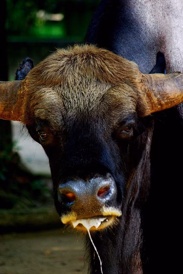 Loài bò này sở hữu bộ lông ngắn mềm mượt màu nâu thẫm hoặc đen xám hơi phớt xanh bóng ở lưng. Sừng to khoẻ cân đối, uốn cong lên phía trên tạo vòng cung hình bán nguyệt.