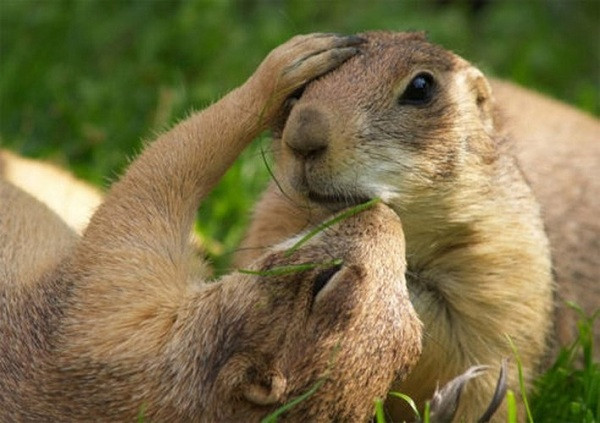 Anh chàng sóc ''đứng hình'' khi được nửa kia trao nụ hôn ngọt ngào.