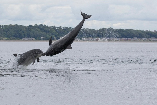 Khoảnh khắc tình tứ của hai con cá heo khiến con người không khỏi ghen tị.