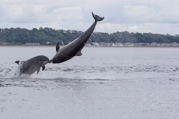 Khoảnh khắc tình tứ của hai con cá heo khiến con người không khỏi ghen tị.