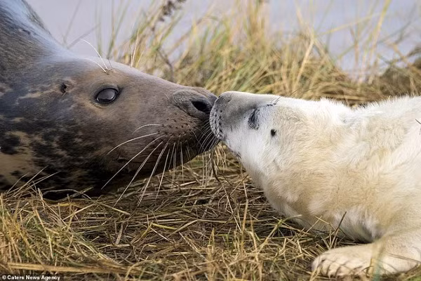 Những cặp tình nhân động vật luôn biết cách thể hiện tình cảm sâu sắc.