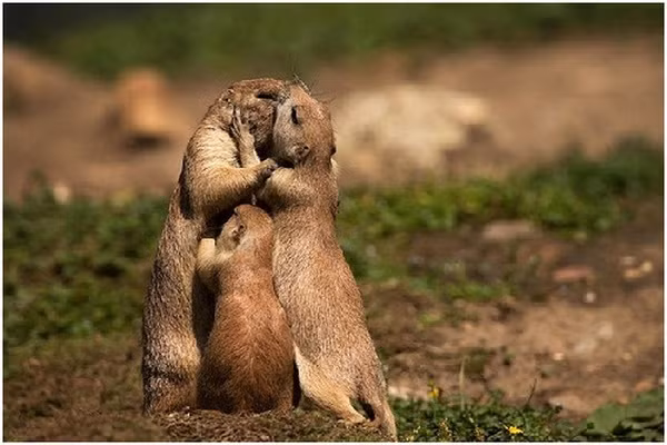 Gia đình đối với các loài động vật cũng là điều tuyệt vời nhất.