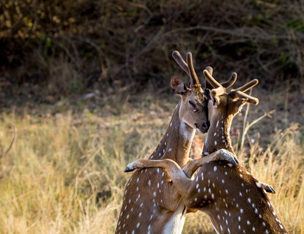 Cái ôm trấn tĩnh tinh thần đầy ấm áp sau những phút giây chạy trốn khỏi móng vuốt của chúa sơn lâm.
