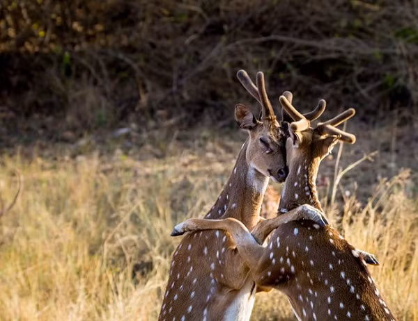 Cái ôm trấn tĩnh tinh thần đầy ấm áp sau những phút giây chạy trốn khỏi móng vuốt của chúa sơn lâm.