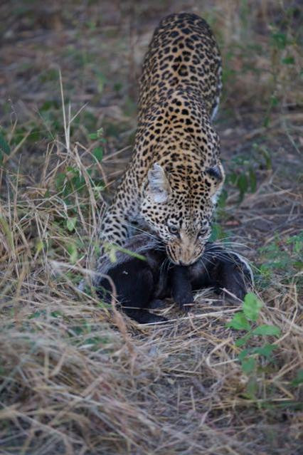 Những cuộc chiến giữa báo đốm hung dữ và lửng mật ong diễn ra phổ biến trong tự nhiên.