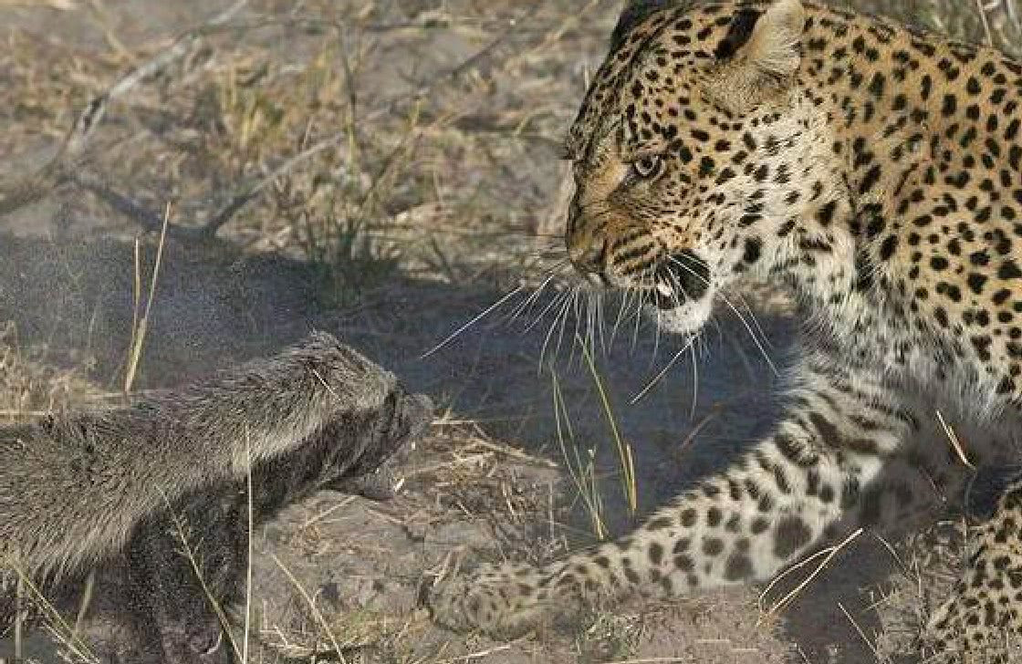 Sự hung hãn của lửng mật nhỏ bé lại gây ra không ít vết thương cho kẻ săn mồi.