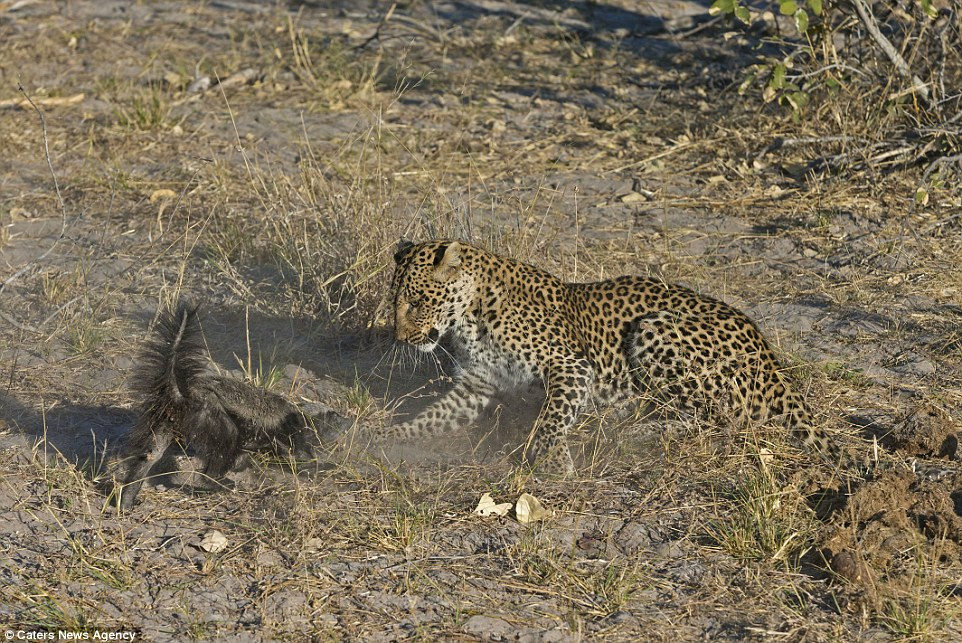 Sau một hồi tuyên chiến, cuộc đụng độ giữa báo đốm và lửng mật kết thúc với phần thắng thuộc về con vật nhỏ bé hơn.