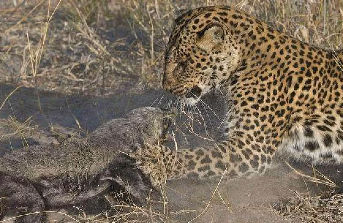 Trong khi đó về phần mình, do da dày nên lửng mật chẳng hề bị "trầy da, tróc vảy", thậm chí còn rất hiếu chiến ra sức ''cà khịa'' báo đốm.