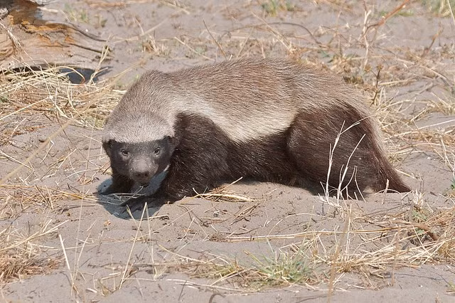 Lửng mật là động vật ăn thịt có họ với chồn, nổi tiếng với bản tính bất cần, liều lĩnh và có phần "manh động". Chúng sẵn sàng tấn công những kẻ thù trên cơ mình, hay đơn giản... gây chiến cho vui.