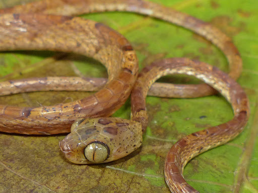 Rắn mình dây cũng vô hại với con người, không chủ động tấn công.