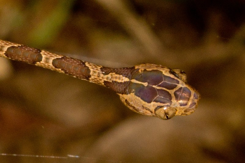 Cái đầu tù và lớn tỷ lệ nghịch với cơ thể của loài rắn cực dị.