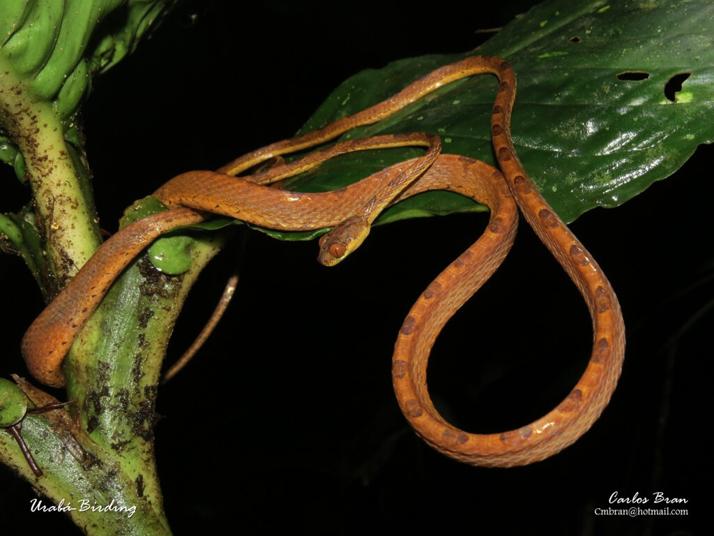 Rắn dây đầu tù hay rắn cây đầu tù có tên khoa học là Imantodes chocoensis, được tìm thấy ở khu vực rừng Chocoan, phía Tây Bắc Ecuador, và cả Colombia và Panama.