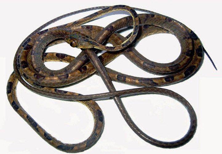 Ngoại hình của loài rắn siêu mỏng này khiến ta thường nhầm lẫn chúng đã bị bỏ đói lâu ngày. Người đàn ông bị rắn hổ mang cắn có thoát "cửa tử"? | VTC16