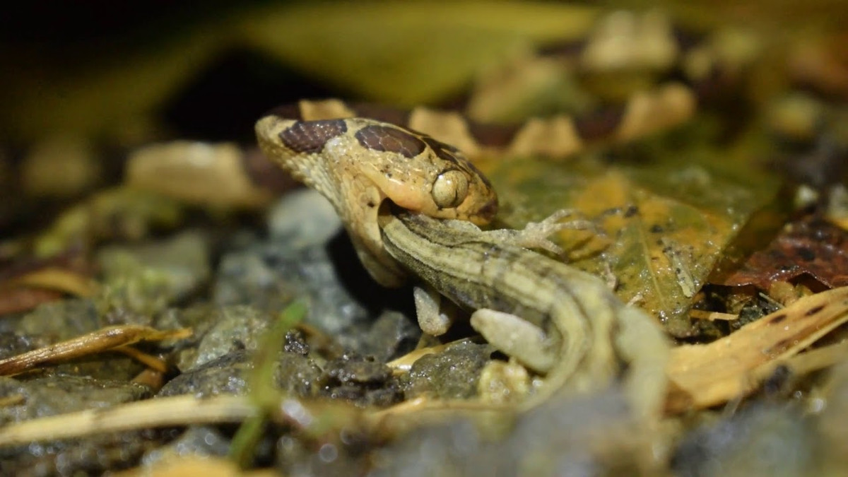 Khi đã ngoạm được con mồi, nó nhanh chóng tiêm độc làm tê liệt và thưởng thức bữa ăn của mình.