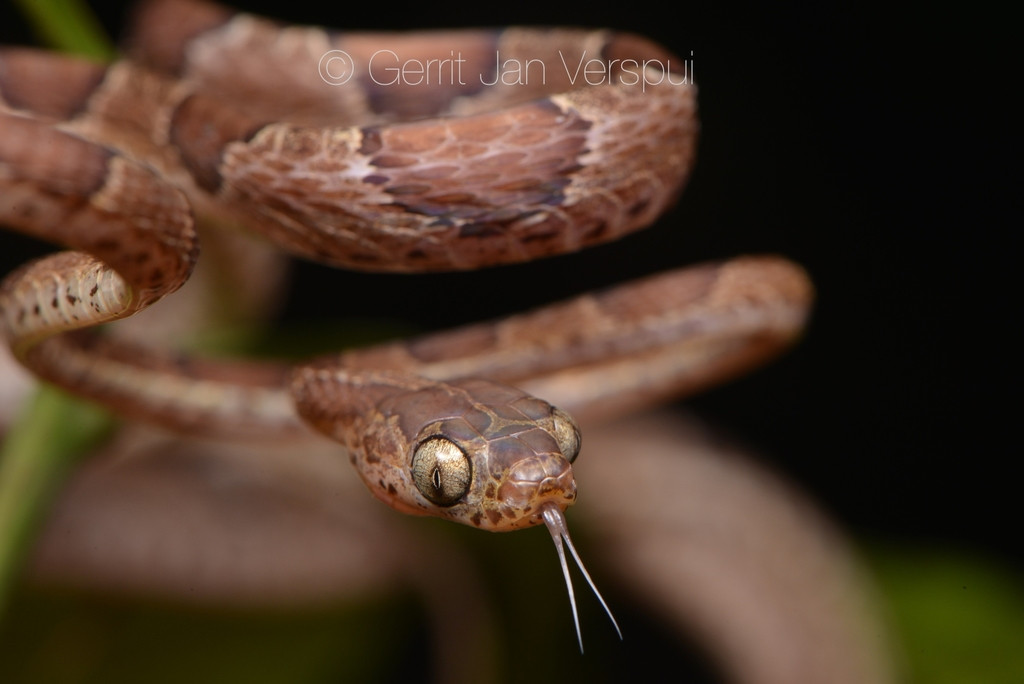 Rắn đầu khủng mình dây có biệt tài độc đáo là...ném đầu để săn mồi.