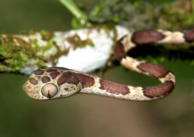 Chúng dùng phần thân có trọng lượng nhẹ hơn để quăng đầu giật lấy con mồi.