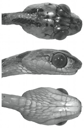 Rắn dây đầu tù có ngoại hình khác biệt hoàn toàn so với những loài rắn khác nhờ thân hình "siêu mỏng", phần cổ nhỏ, đôi mắt to và chiếc đầu góc tù khiến nó trở nên quái dị.