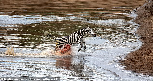 Bất chấp sự tấn công của cá sấu, ngựa vằn vẫn chạy thoát và nhanh chóng lên bờ thoát thân. Mọi thứ yên lặng cho tới khi một tiếng nước bắn tung tóe vang lên.