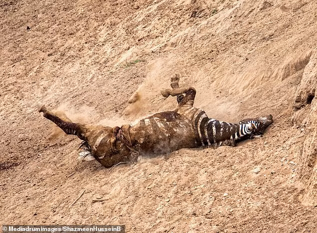 "Đây là thực tế của cuộc sống hoang dã. Và khoảnh khắc này sẽ theo tôi mãi mãi", nhiếp ảnh gia chia sẻ sau khi ghi lại cảnh cá sấu rượt đuổi ngựa vằn xổ ruột ra ngoài. Ghê rợn trước bẫy săn bắt động vật hoang dã | VTC