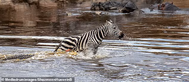 Con cá sấu cắn vào khu vực yếu thế nhất của ngựa vằn - dưới bụng. Phần da bụng của con vật đáng thương căng ra, cho thấy nó đang hết sức cố gắng thoát khỏi hàm cá sấu.