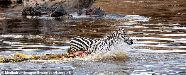 Không may thay, ngựa vằn đi vào vùng nước sâu, khó di chuyển và ngay gần đó cá sấu đã nhắm tới nó, nhanh chóng chộp lấy con mồi.