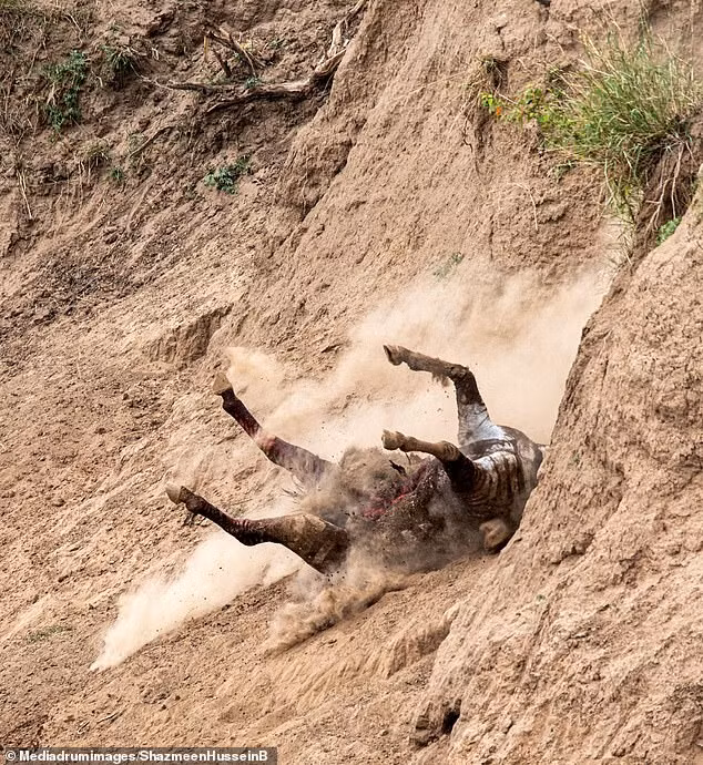 Sáng hôm sau xác con ngựa vằn đã không còn. Dường như đối với một số loài động vật quanh đó, miếng mồi ngon này là "món quà" mà tự nhiên đã ban tặng cho cuộc sống sinh tồn của chúng.