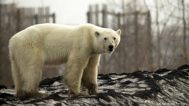 Tại thời điểm mùa cháy giảm dần vào cuối tháng trước, các ngọn lửa đã thải ra 244 megaton (1 megaton tương đương 1 triệu tấn) carbon dioxide (C02) - tăng 35% so với năm ngoái, trong khi mức phát thải năm ngoái vốn đã là một kỷ lục. Thực tế, con số này có thể còn lớn hơn.
