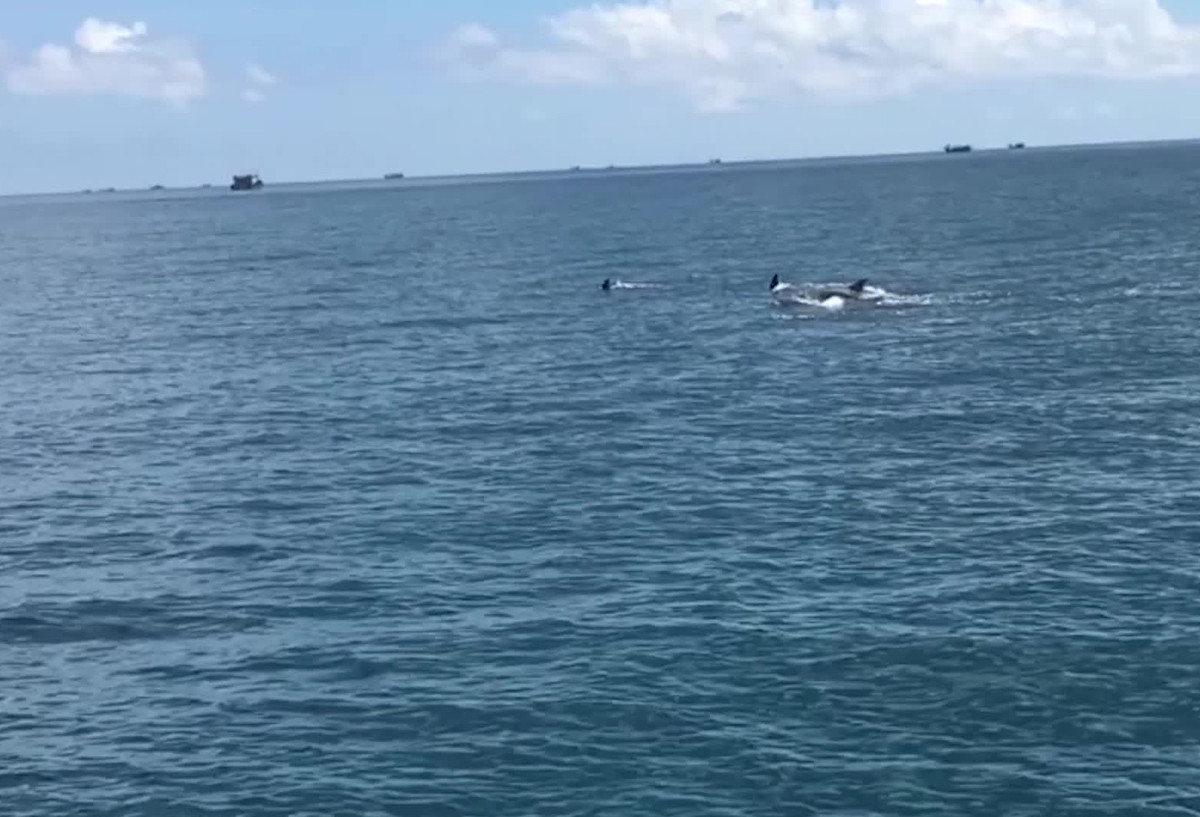 Những con cá heo tung tăng rồi nhảy vọt lên khỏi mặt nước cách cano chừng vài chục mét. Bất ngờ trước hiện tượng lạ các du khách đã dùng điện thoại quay lại cảnh đàn cá, nghe tiếng vỗ tay, reo hò, những chú cá heo nhảy tung cao hơn như nô đùa với du khách.