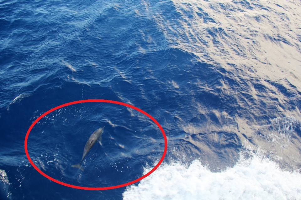 Đàn cá heo nhỏ khoảng 10 - 12 con bơi lội bên dưới khi tàu Hải quân 561 (HQ 561) đến đảo Núi Le (thuộc quần đảo Trường Sa của Việt Nam).