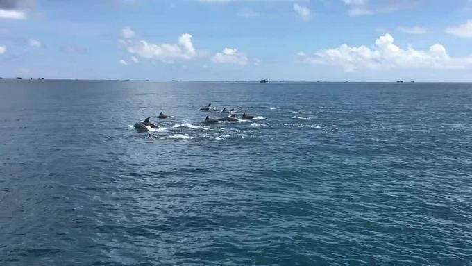 Mới đây, tại tỉnh Bình Thuận, nhiều người thích thú khi phát hiện đàn cá heo tung tăng bơi lội ở khu vực đảo Phú Quý. Theo người dân, ước tính đàn cá heo này lên đến 100 con.