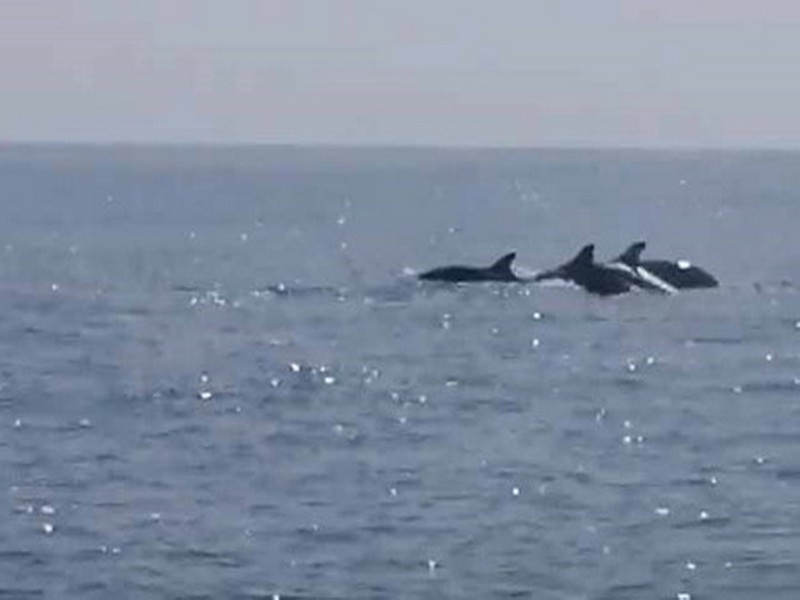 Cá heo thường xuất hiện theo đàn và chỉ cần có thuyền lại gần, chúng sẽ rời đi rất nhanh. Không có thời điểm cụ thể hay tập tính, sinh hoạt của cá heo tại vùng biển này, bởi vậy cần chuẩn bị sẵn điện thoại, máy quay để ghi lại khoảnh khắc này.