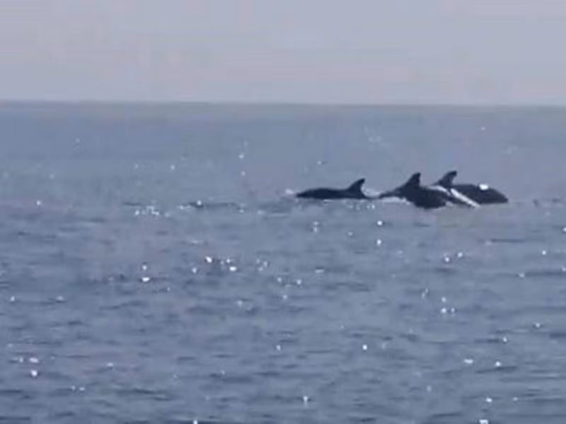 Cá heo thường xuất hiện theo đàn và chỉ cần có thuyền lại gần, chúng sẽ rời đi rất nhanh. Không có thời điểm cụ thể hay tập tính, sinh hoạt của cá heo tại vùng biển này, bởi vậy cần chuẩn bị sẵn điện thoại, máy quay để ghi lại khoảnh khắc này.