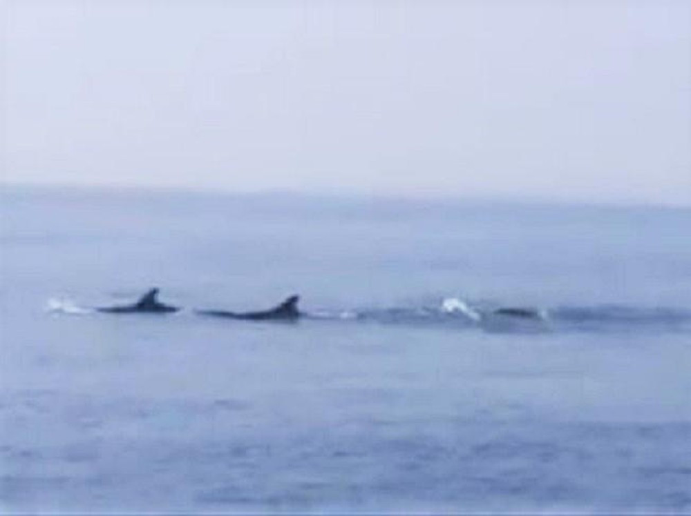 Đàn cá liên tục ngụp lặn rồi ngoi lên mặt nước biển nhiều lần. Cơ quan chức năng nhận định, có thể do biển động nên đàn cá heo đi vào biển Cửa Đại để trú tránh.