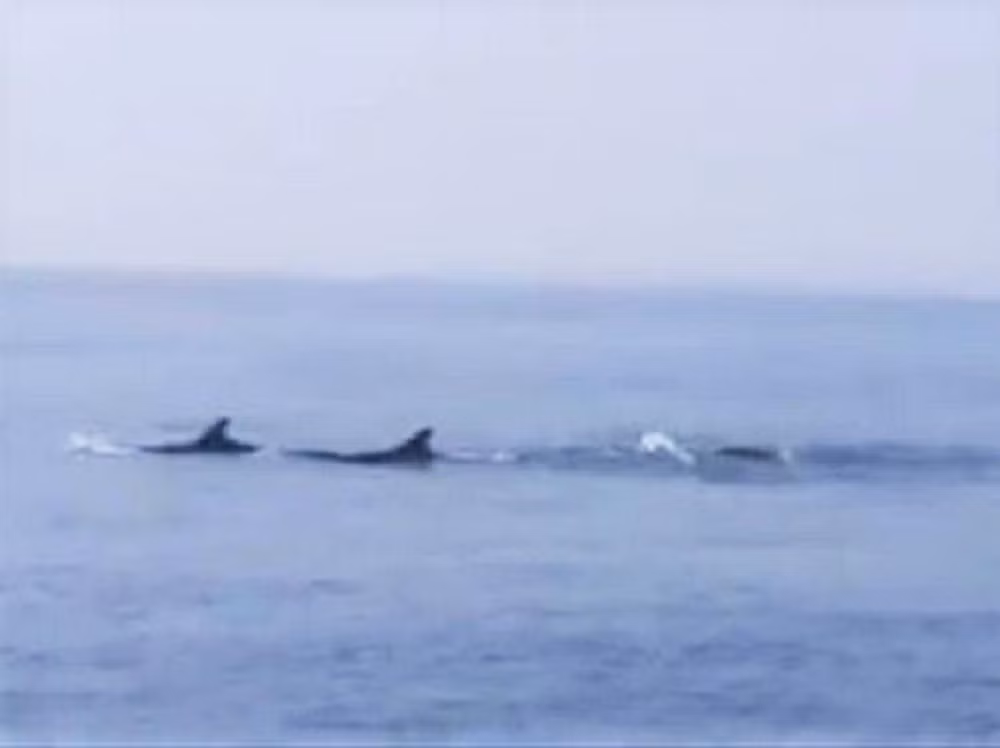 Đàn cá liên tục ngụp lặn rồi ngoi lên mặt nước biển nhiều lần. Cơ quan chức năng nhận định, có thể do biển động nên đàn cá heo đi vào biển Cửa Đại để trú tránh.