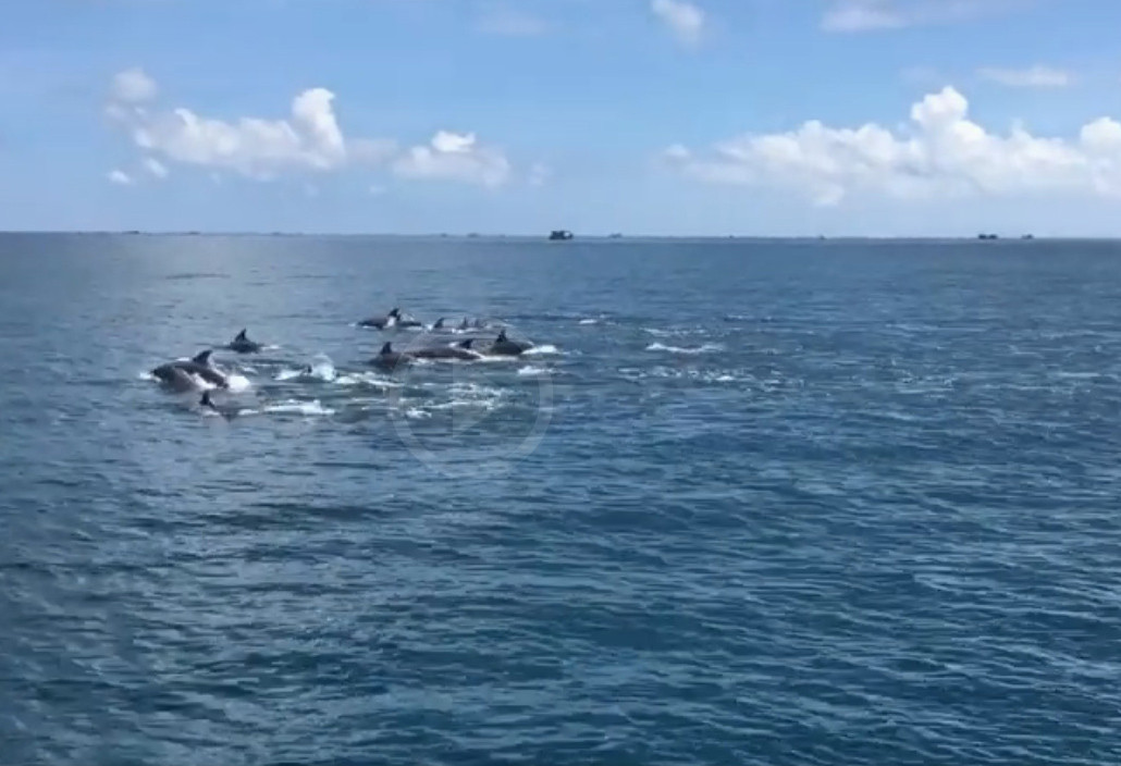 Trước kia, biển Bình Thuận từng có cá heo bơi vào nhưng không thường xuyên, tuy nhiên năm nay, cá heo xuất hiện ở vùng biển này nhiều hơn. Không ít ý kiến cho rằng, vì COVID-19, hoạt động du lịch, tàu thuyền qua lại hạn chế, biển yên ắng nên mới có nhiều cá heo bơi vào hơn so với mọi năm.
