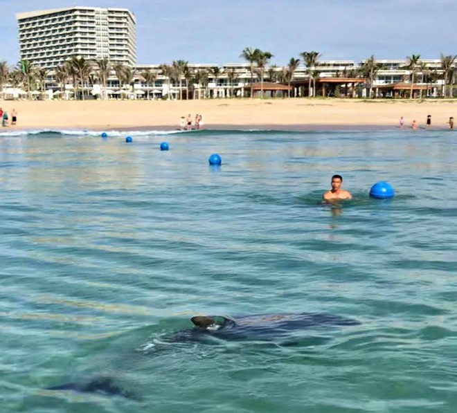 Hiện tượng cá heo xuất hiện gần bờ trong khu vực bãi tắm riêng của khu nghỉ dưỡng mới ở Khánh Hòa.