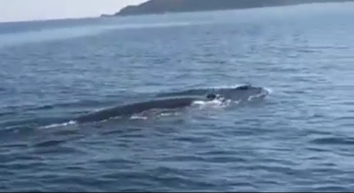 Đại diện Khu bảo tồn biển Cù Lao Chàm cho biết, cá heo đã một số lần vào vùng biển Cửa Đại, song đây là lần đầu tiên ghi nhận đàn cá heo có số lượng lớn như vậy.