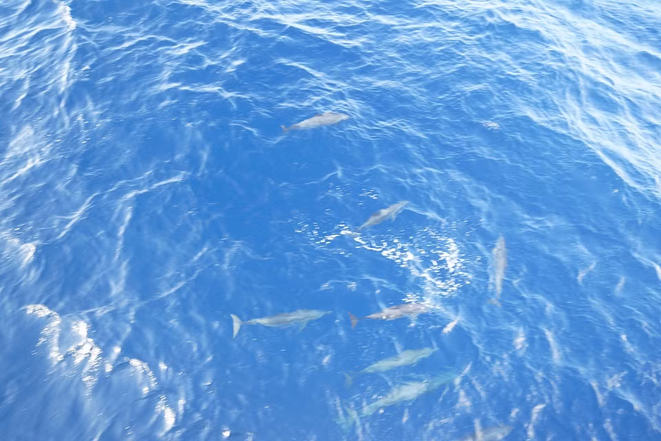 Hiện tượng cá heo bơi theo tàu Hải quân diễn ra chỉ trong vòng 5 - 6 phút, chúng tung tăng ở 2 bên mạn phía trước mũi tàu.