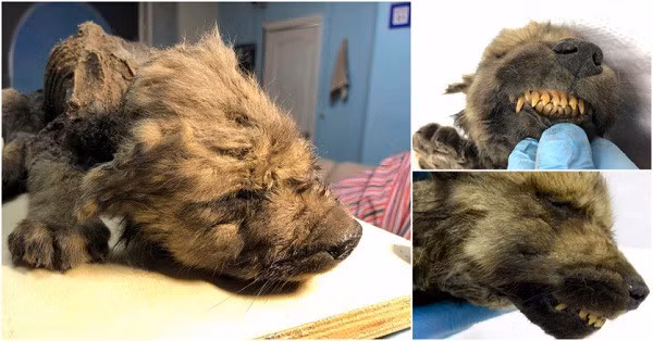 Trước đó, thế giới từng xôn xao khi xác của một loài chó hoặc sói được phát hiện ở vùng lân cận sông Indigirka ở Siberia, phía đông bắc Yakutsktrong. Khi ấy, nó trong tình trạng đóng băng và bị vùi dưới lớp tuyết dày có niên đại 18.000 tuổi.