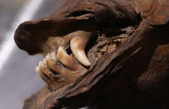 Sau khi tiến hành xác định tuổi bằng carbon, các chuyên gia đã phát hiện đây là phần da của loài tê giác có niên đại cách đây 14.400 năm. "Khả năng cao là nó đã ăn một trong những con tê giác lông mượt cuối cùng trên thế giới" - ông Dalen nói.