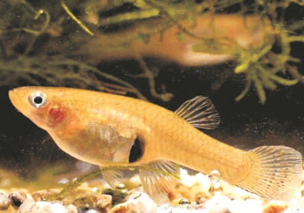 Cá ăn muỗi có tên khoa học là Gambusia Affinis, là một trong những sinh vật dưới đại dương có tuổi thọ khá ngắn. Vòng đời của cá ăn muỗi kéo dài không quá 2 năm, đặc biệt những con cá ăn muỗi sống ngoài tự nhiên bởi bị tấn công bởi kẻ săn mồi.