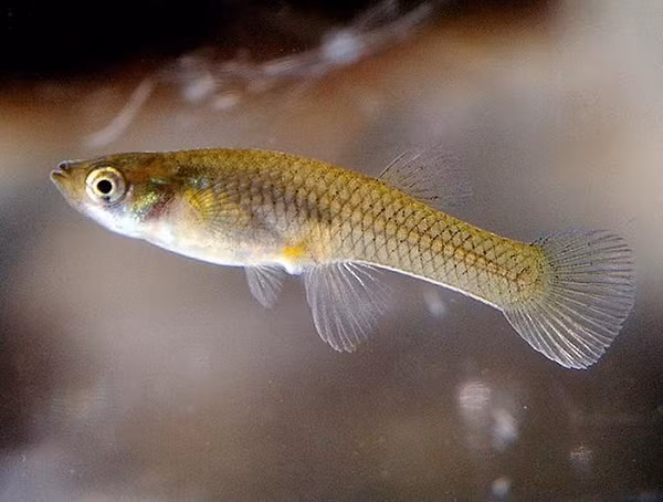 Loài cá này cũng đẻ tương đối nhiều, với vài lần sinh sản mỗi mùa giao phối, cho ra 50 - 100 cá con. Chúng chọn môi trường sống nghèo nàn hơn các loài cá khác nhằm tăng khả năng sinh tồn của loài