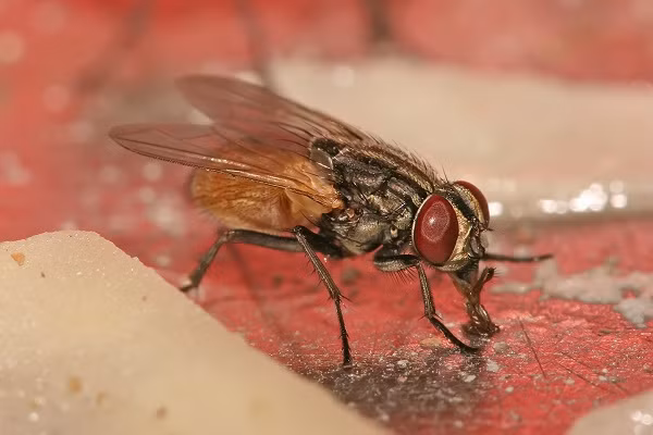Ruồi là một trong những loài côn trùng có mật độ phân bố rộng rãi nhất trên thế giới và mang nhiều căn bệnh cho con người