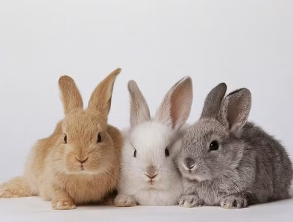 Theo thống kê của giới sinh vật học, dạ dày của thỏ rất yếu. Mặt khác, thỏ cái còn dễ bị mắc bệnh ung thư tử cung nên tuổi thọ thường không dài.