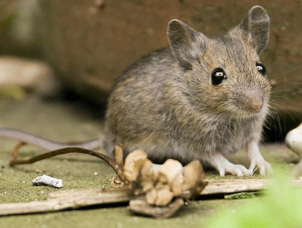 Một trong những loài động vật gây tổn hại nhiều nhất cho con người, sinh sản cũng nhiều vô kể nhưng lại có tuổi thọ cực ngắn là loài chuột. Nguyên nhân chủ yếu khiến tuổi thọ của chuột ngắn là do sự tấn công của các loài thiên địch như mèo, rắn và ngộ độc thức ăn.