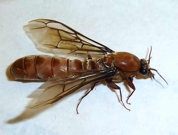 Kiến bay hay còn gọi là "alates", đơn giản là những con kiến trưởng thành về mặt giới tính, chỉ xuất hiện vào những thời điểm nhất định trong năm và thường bay thành đàn.